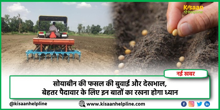 सोयाबीन की फसल की बुवाई और देखभाल, बेहतर पैदावार के लिए इन बातों का रखना होगा ध्यान